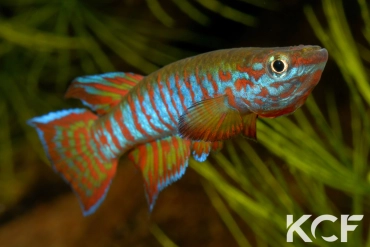 Aphyosemion elberti Bertoua ABDK 10-353 male adulte 