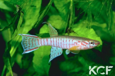 Aphyosemion elberti Bamendjinda CB3SR 07-14 male adulte 