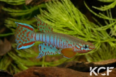 Aphyosemion elberti Batibo-Ngozaah river CB3SR 07-15 male adulte 