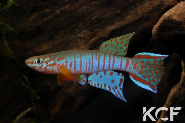 Aphyosemion elberti Batibo-Ngozaah river CB3SR 07-15 male adulte 