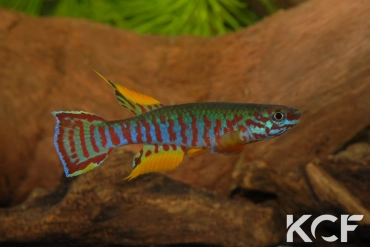 Aphyosemion elberti Diang male adulte 