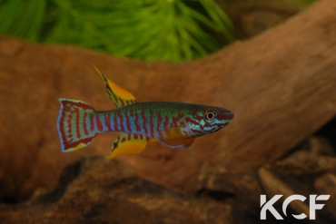 Aphyosemion elberti Diang male adulte 
