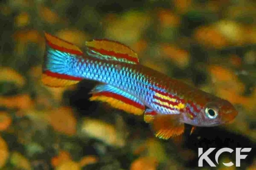 Aphyosemion coeleste Malinga GJS 00-14 male adulte 