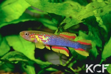 Aphyosemion coeleste Massanga CMBB 89-19 male adulte 