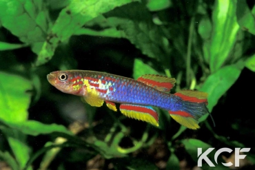 Aphyosemion coeleste Massanga CMBB 89-19 male adulte 