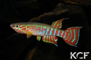 Aphyosemion elberti Diang Ceti ABDK 10-354 male adulte 