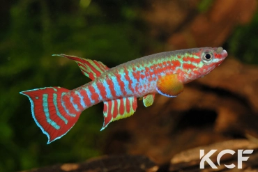 Aphyosemion elberti Diang Ceti ABDK 10-354 male adulte 