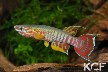 Aphyosemion elberti Diang Ceti ABDK 10-354 male adulte 