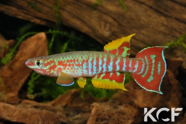 Aphyosemion elberti Diang Ceti ABDK 10-354 male adulte 