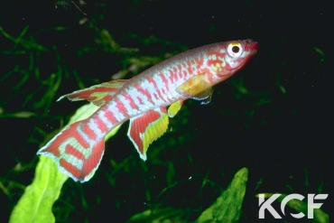 Aphyosemion elberti Diang male adulte 