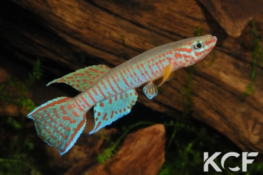 Aphyosemion elberti Dschang ABDK 10-338 male adulte 