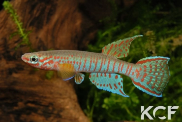 Aphyosemion elberti Dschang ABDK 10-338 male adulte 