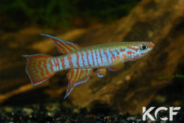 Aphyosemion elberti Bertoua ABDK 10-353 male adulte 