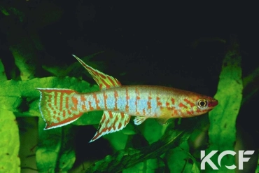 Aphyosemion elberti GKC 90-02 male adulte 