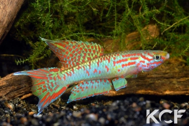 Aphyo. Chromaphyosemion riggenbachi Cellulam ABDK 10-422 male adulte 