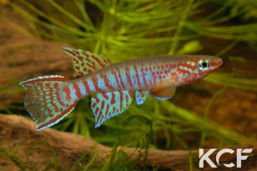 Aphyosemion elberti Jimeta ABDK 10-340 male adulte 