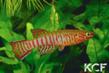 Aphyosemion elberti Kekem CCP 82-01 male adulte 