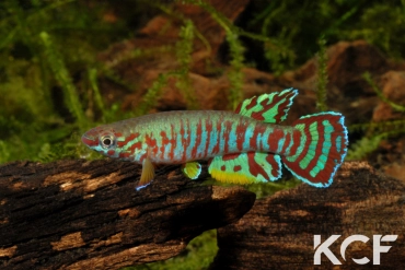 Aphyosemion elberti Ndomban ABDK 10-360 male adulte 