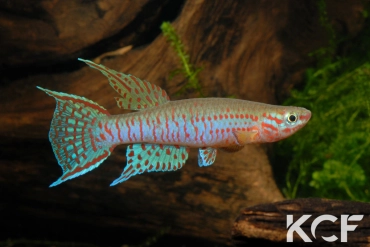 Aphyosemion elberti Ndop ABDK 10-339 male adulte 