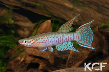 Aphyosemion elberti Ndop ABDK 10-339 male adulte 