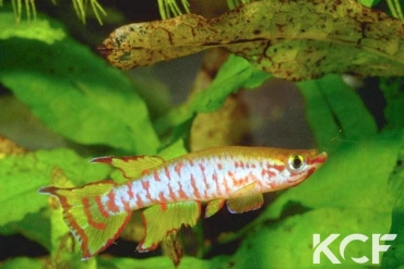 Aphyosemion elberti 3km Ndop-Jakiri CCP 82-04 male adulte 