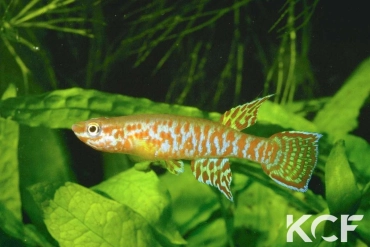 Aphyosemion elberti Ngaoundere male adulte 