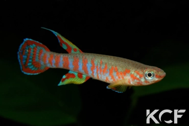 Aphyosemion elberti Ngong ADK 10-313 male adulte 