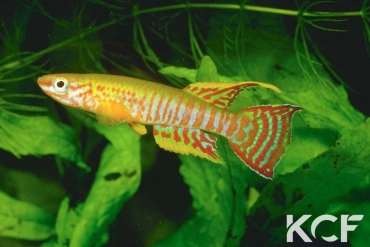 Aphyosemion elberti  male adulte 