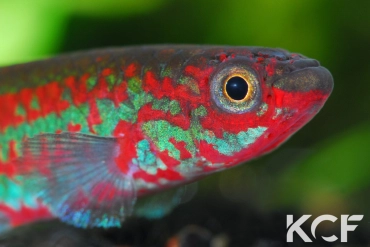 Aphyosemion exigoideum Ngoudoufola G 76-30 male adulte 