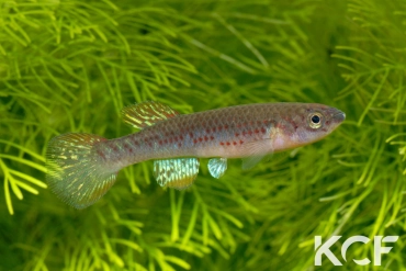 Fundulopanchax mirabilis moensis Kendem ADL 13-24 femelle adulte 