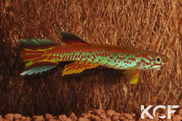 Aphyosemion fellmanni Ntoba FCCO 13-15 male adulte 