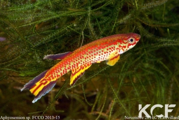 Aphyosemion fellmanni Ntoba FCCO 13-15 male adulte 