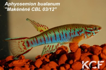 Aphyosemion elberti Makenene CLL 03-12 male adulte 