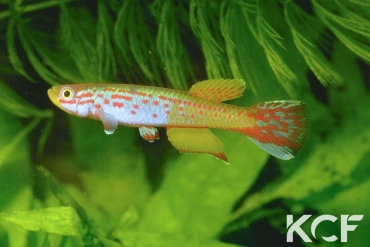 Aphyosemion halleri Billy GBL 85-21 male adulte 