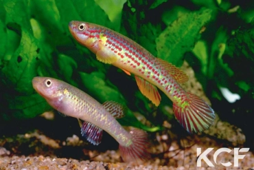 Aphyosemion herzogi Bochtleri 2 couple adulte 