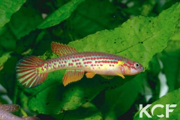 Aphyosemion herzogi Bochtleri 2 male adulte 