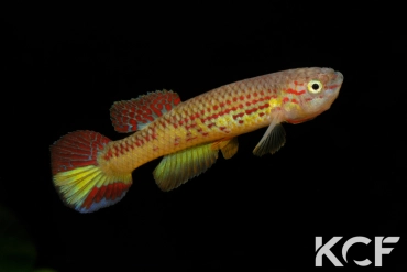 Aphyosemion herzogi GBG 93-25 male adulte 