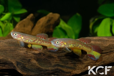 Aphyosemion herzogi GBG 93-25 couple adulte 