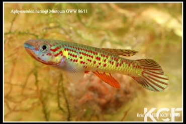 Aphyosemion herzogi Mintoum GWW 86-11 male adulte 