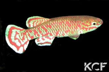 Aphyosemion joergenscheeli 20km Mbigou GJS 00-15 male adulte 