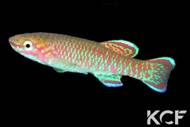 Aphyosemion joergenscheeli Sika-Sika GJS 00-05 male adulte 