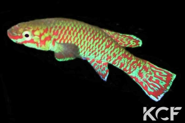 Aphyosemion joergenscheeli GJS 00-13 male adulte 