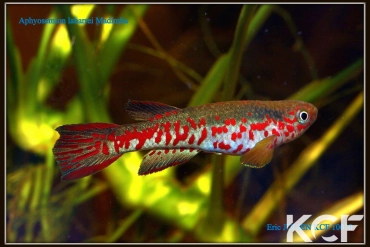 Aphyosemion labarrei Madimba male adulte 