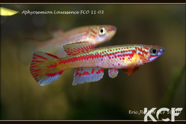 Aphyosemion louessense Mbomo FCO 11-03 couple adulte 