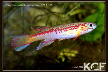 Aphyosemion louessense Mbomo FCO 11-03 male adulte 