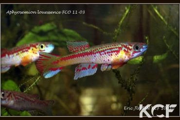 Aphyosemion louessense Mbomo FCO 11-03 couple adulte 