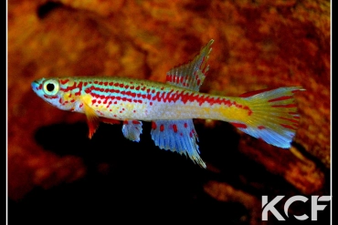 Aphyosemion louessense Mbomo FCO 11-03 male adulte 