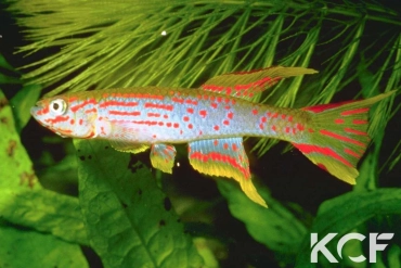 Aphyosemion louessense Malinga RPC 12 male adulte 