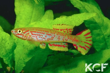 Aphyosemion louessense Malinga RPC 12 male adulte 