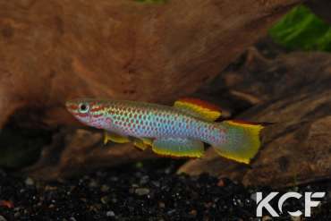 Aphyosemion marginatum Bengui 1-2 GJS 00-29 male adulte 